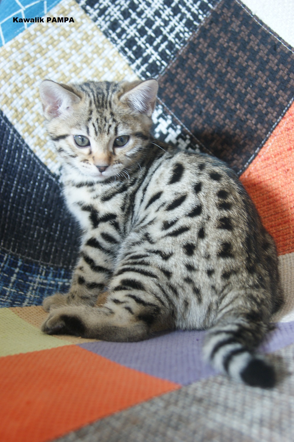 BENGAL KITTEN